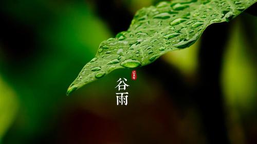 明朝知谷雨，無策禁花風